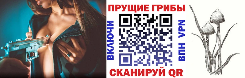 Псилоцибиновые грибы Psilocybine cubensis  Королёв 